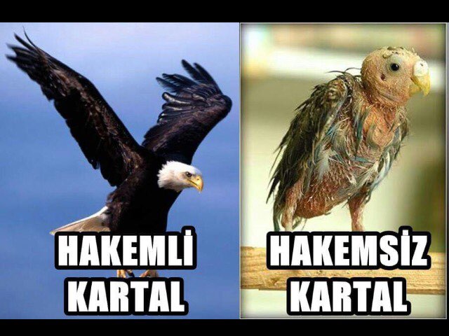 Orhan