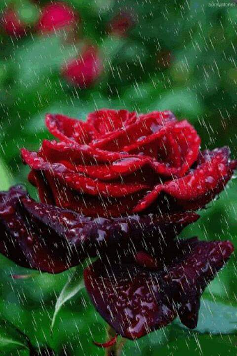 Ramazan