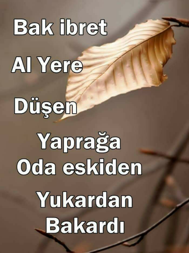 Alp
