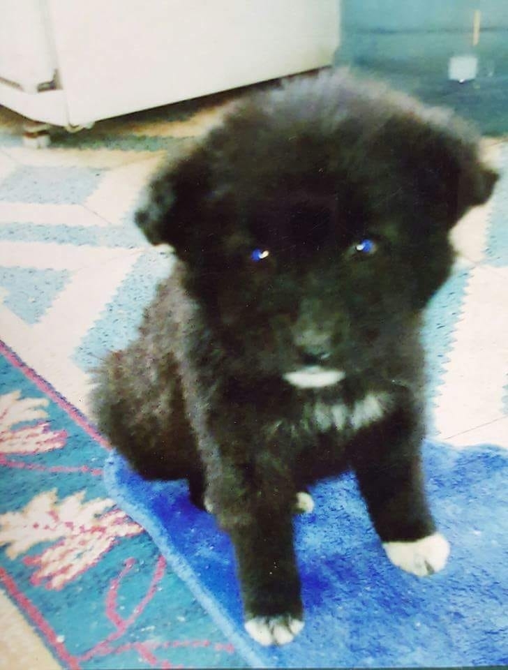 Derya