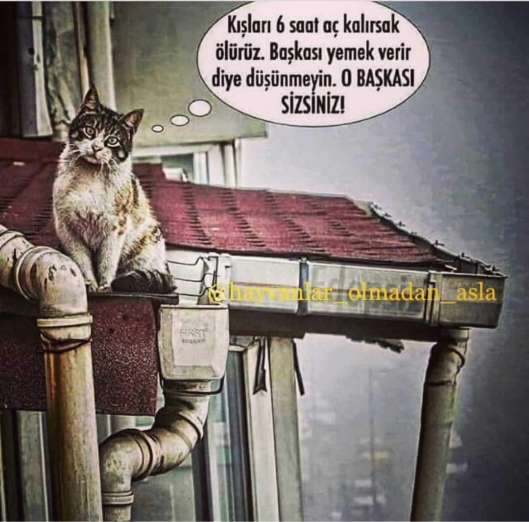 Ayşe