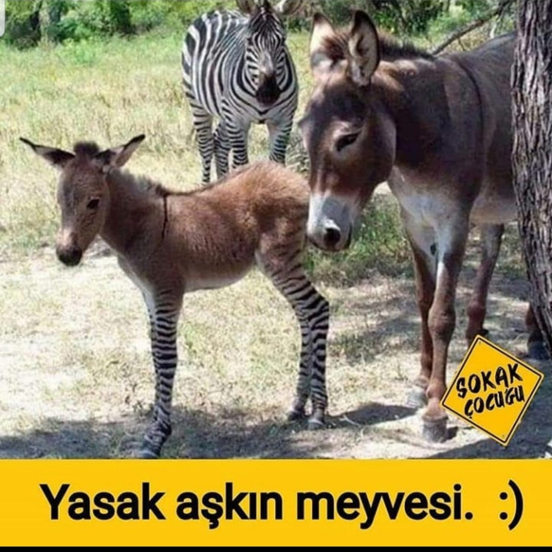 Serdar