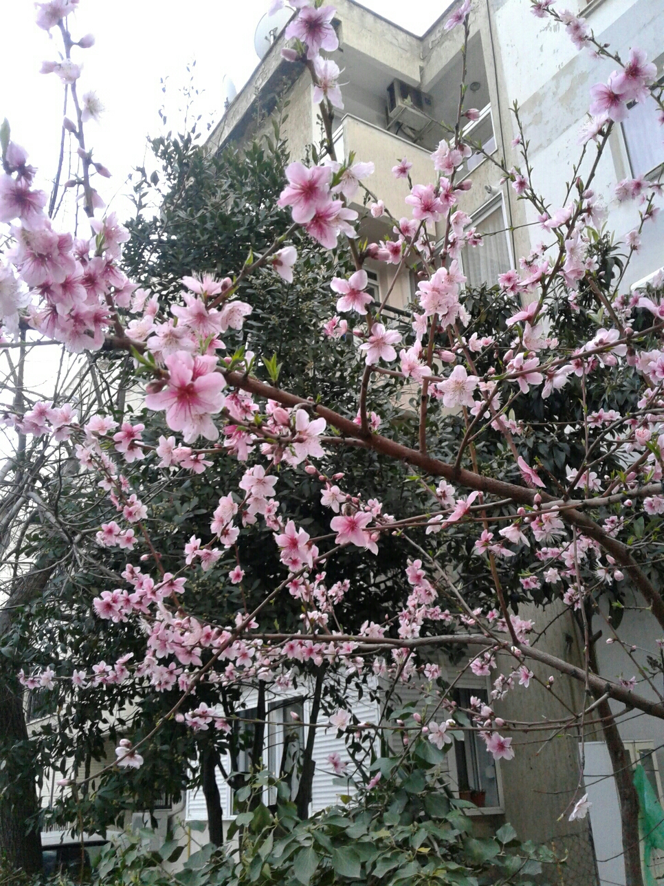 Handan