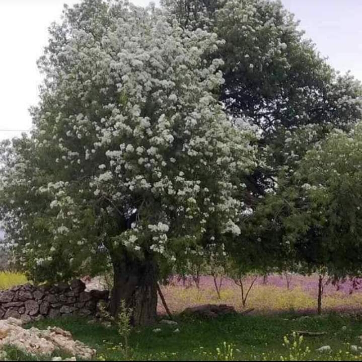 ابو