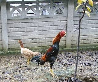 Hintçi