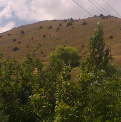 Uysal