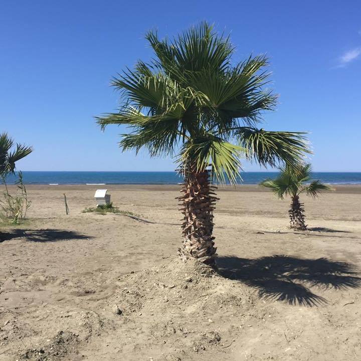 Ayhan