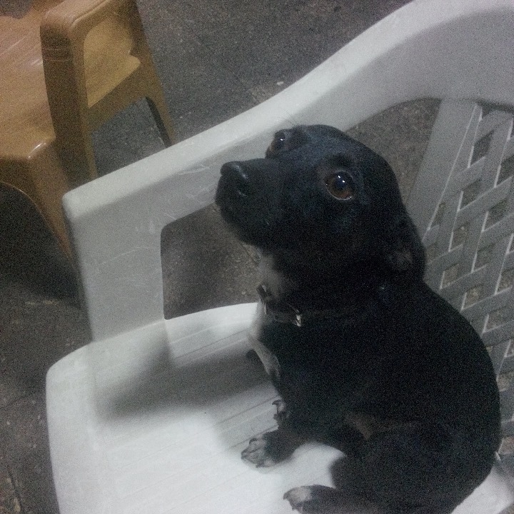 Cemil