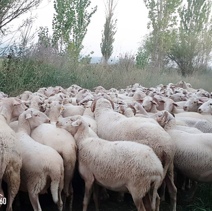Rıza