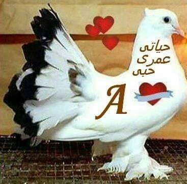 احمد
