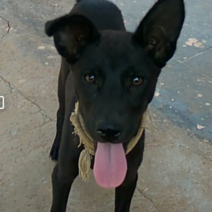 Ravi