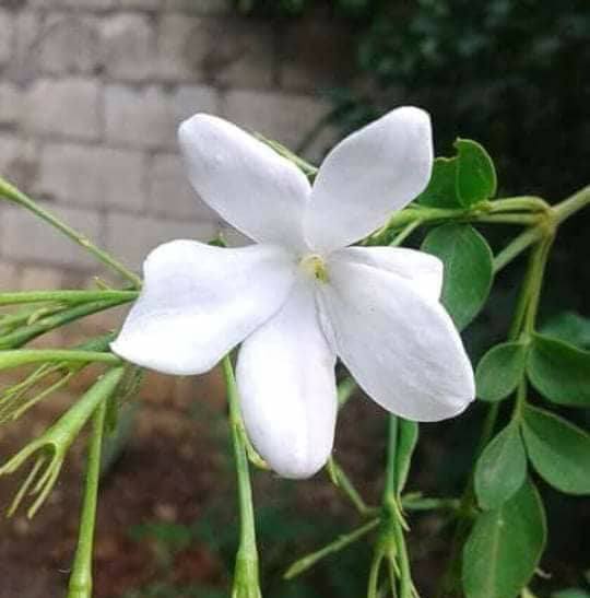 علي