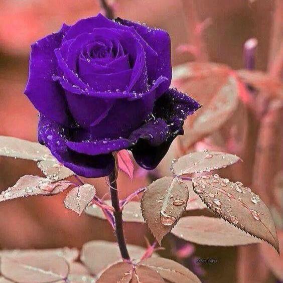 Safwan