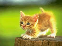 Muhammed