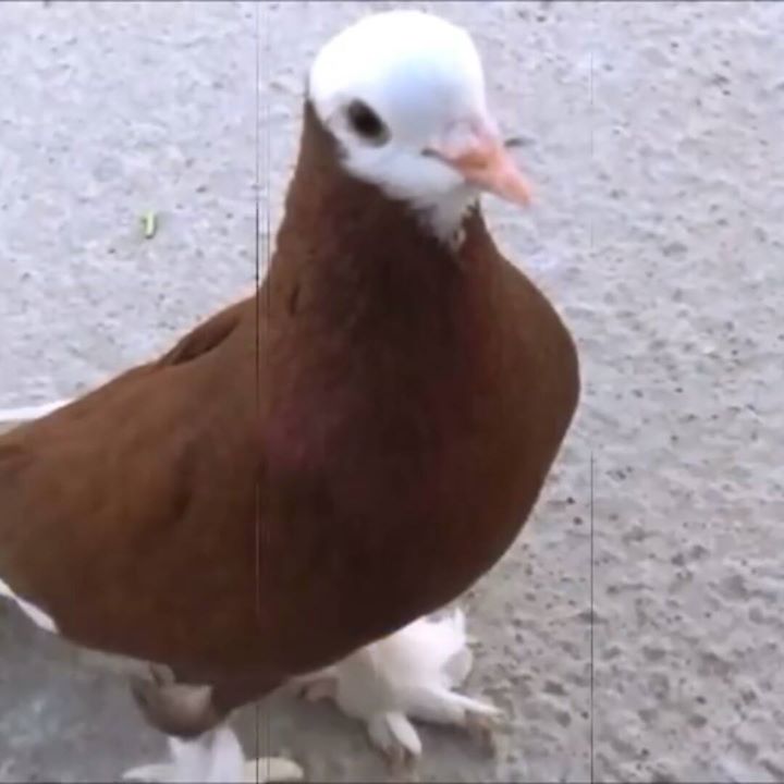 Hakan