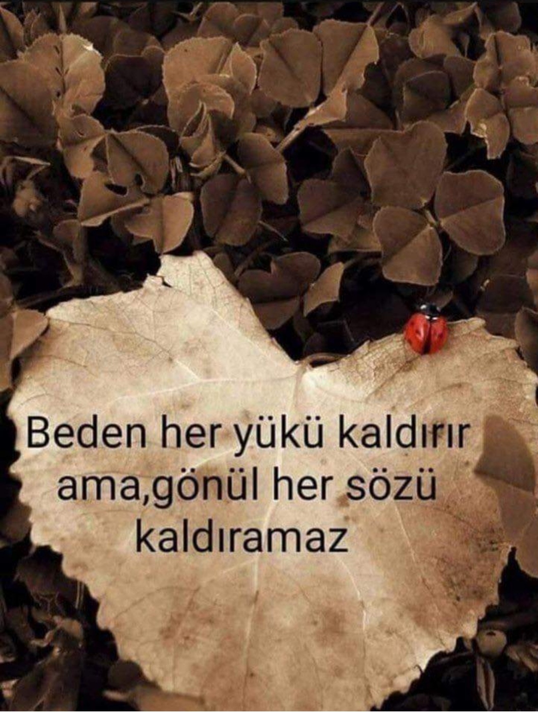 Ceyda
