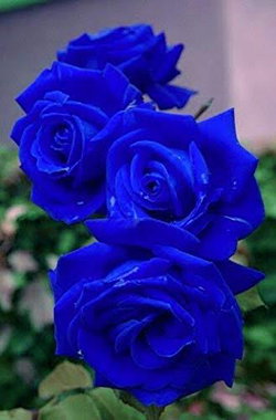 Shivam