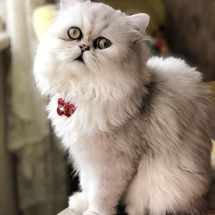 Behlül