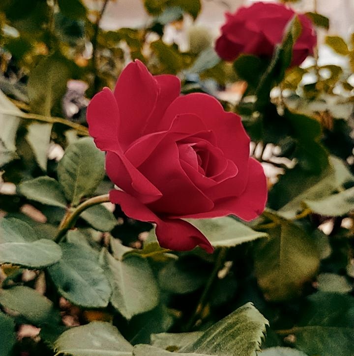 Seyhan