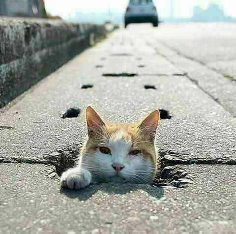 عبد