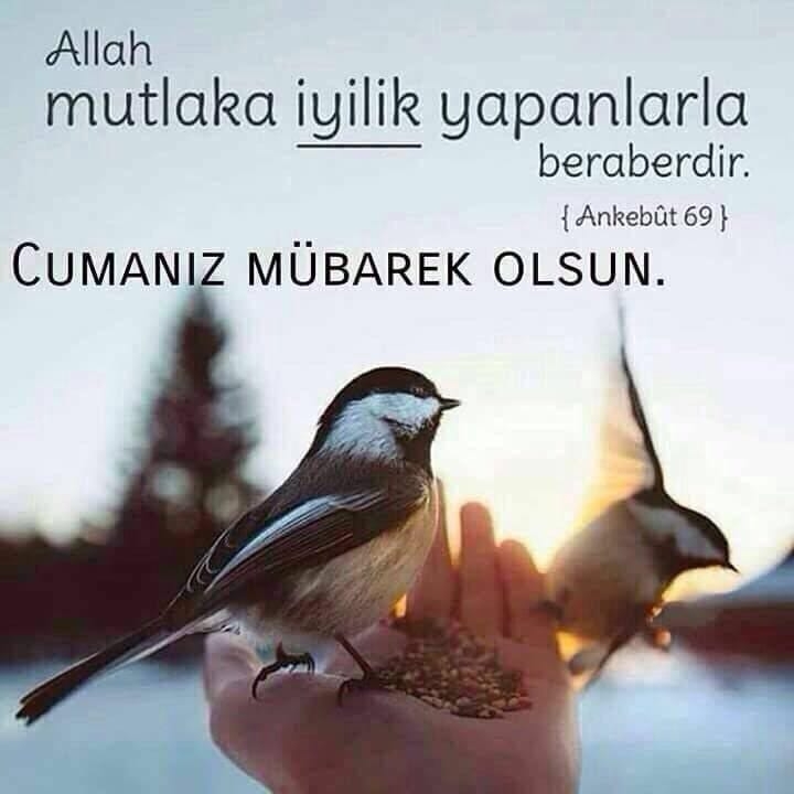 Polat-mehmet