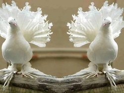 Tolga