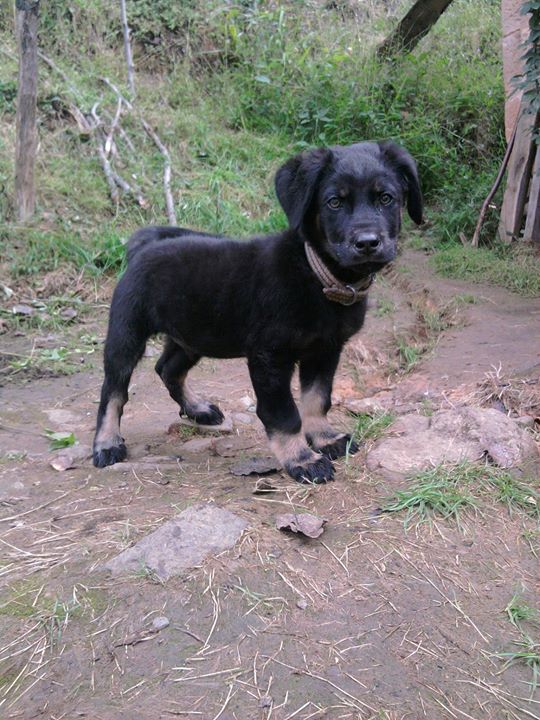 Tolga