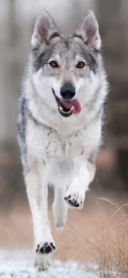 Seren