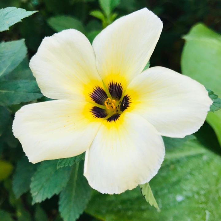 Srivasth