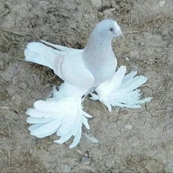 Derdo