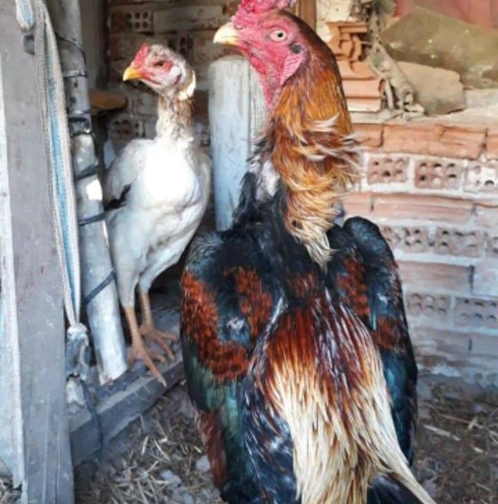 Gürkan