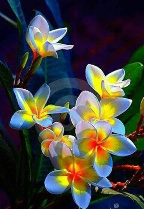 Shaheer