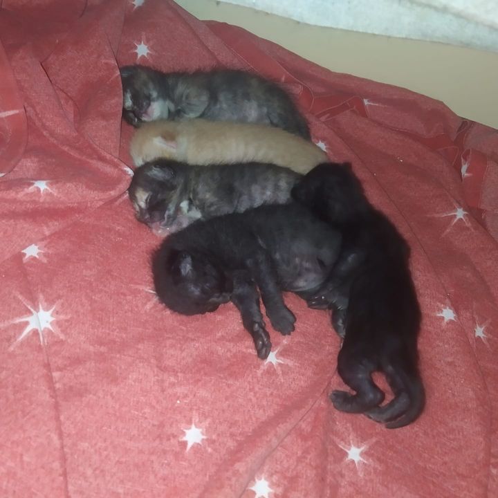 Korkmaz