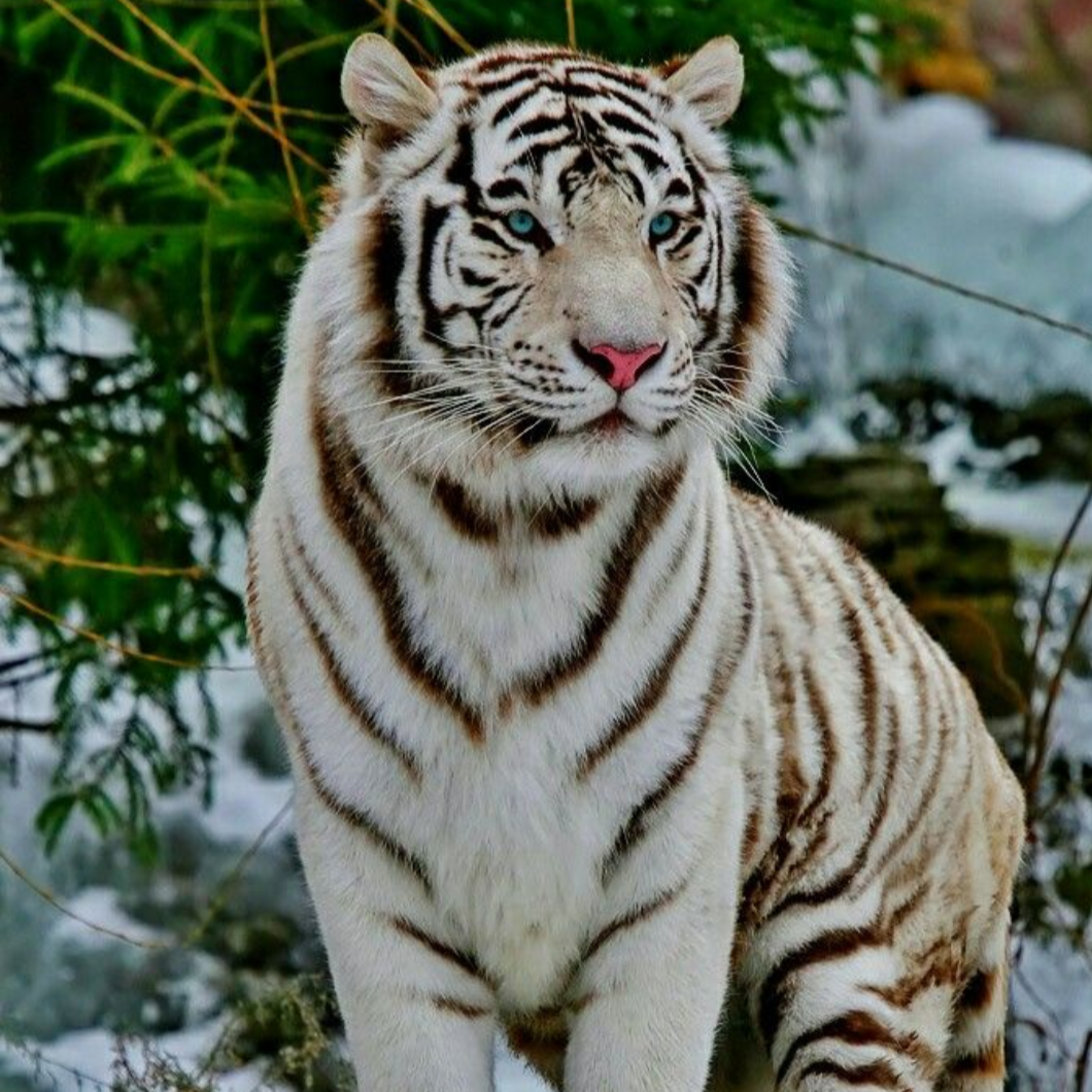 Luis