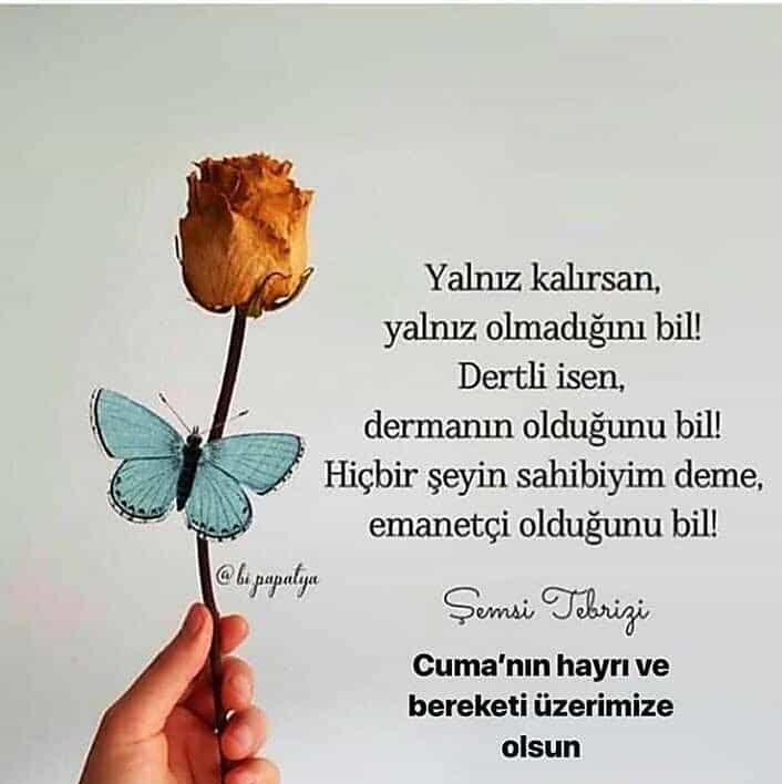 Asil