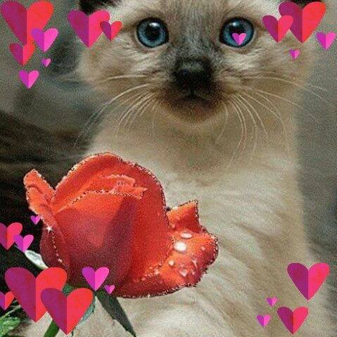 Salih