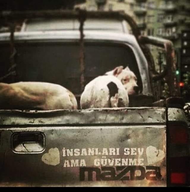 Murat