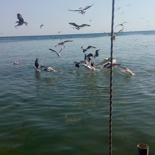 Metin