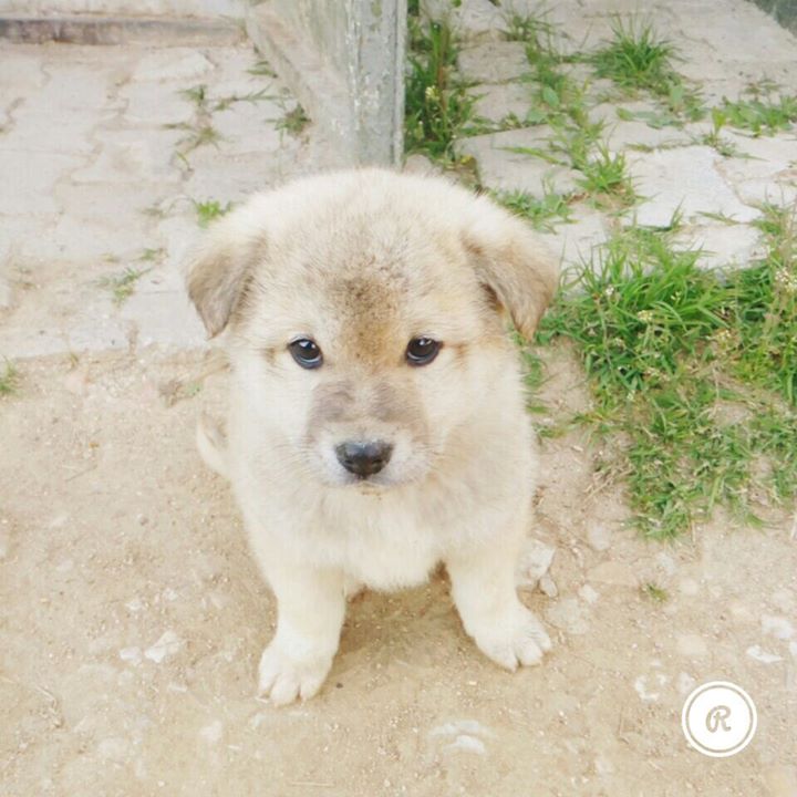 Sevda