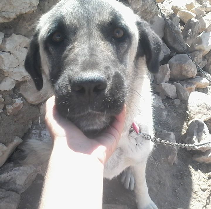 Onur