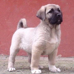 Okan