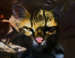Ocelot