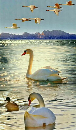 Ayse