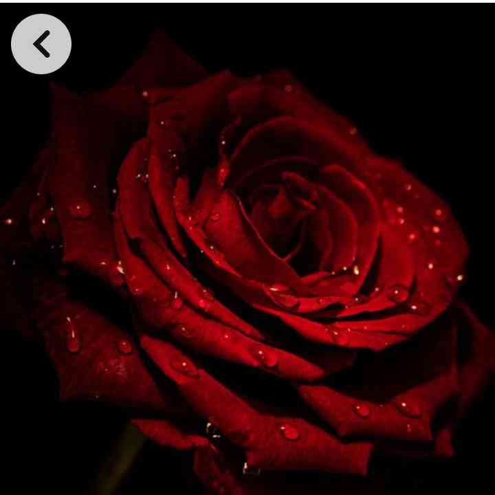 Rabia