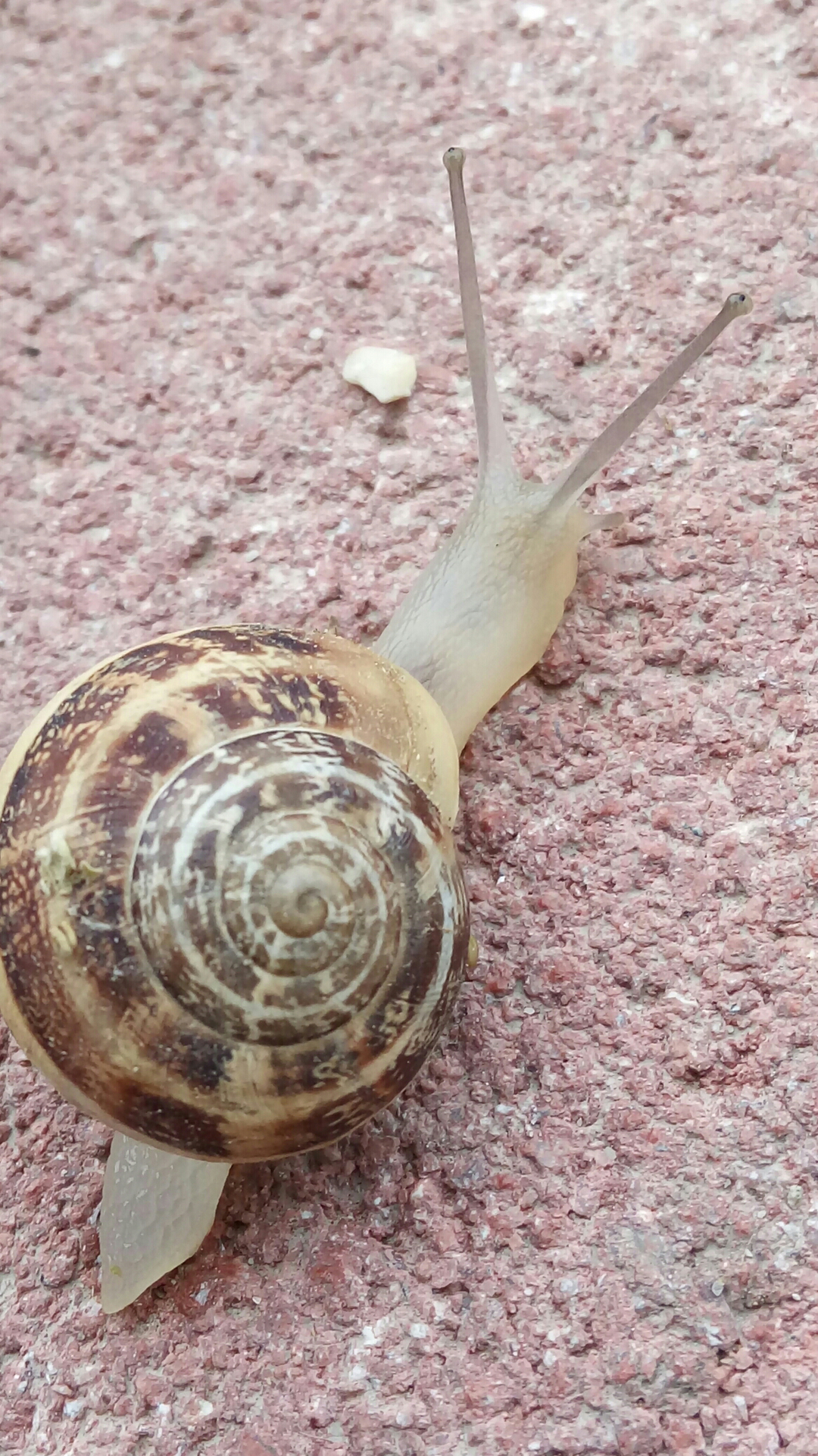 Durmuş