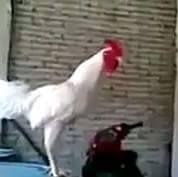Ali