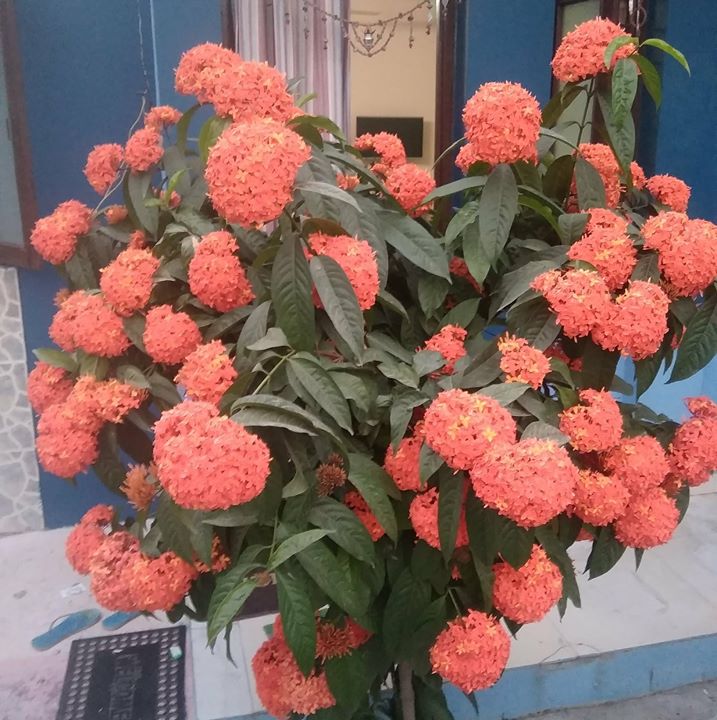 Manoj