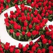 Umut