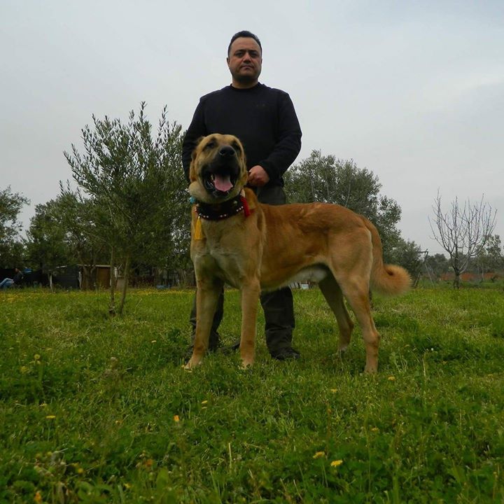 Murat