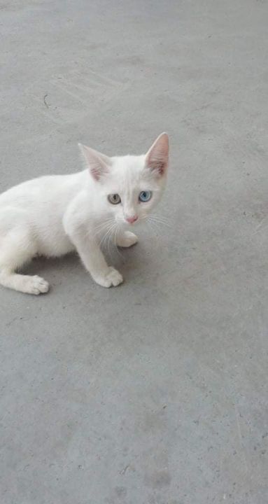 Mercan